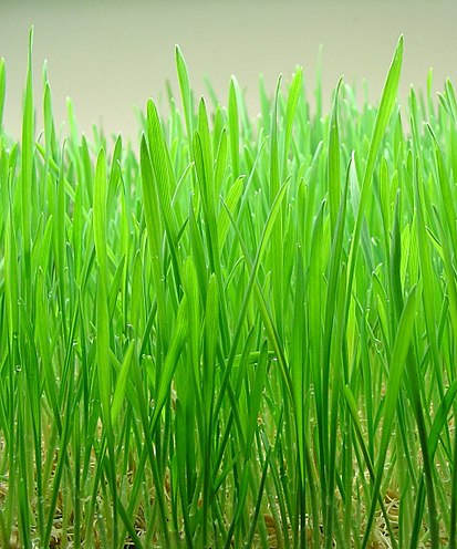 healthy impace of wheatgrass